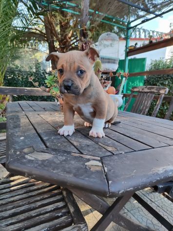 Cucciolo Amstaff con pedigree - Foto 3