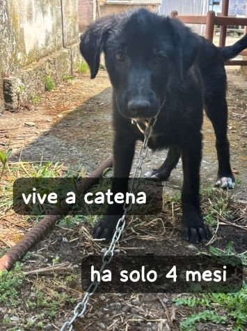 ROSINA 4 MESI TAGLIA MEDIA LA TENGONO A CATENA H24