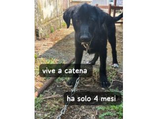 ROSINA 4 MESI TAGLIA MEDIA LA TENGONO A CATENA H24