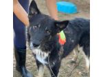 ARES CERCA LIBERTÀ E UNA FAMIGLIA TUTTA SUA SIMIL HUSKY CANE IN ADOZIONE