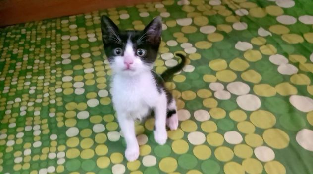FELIX, adorabile micino in adozione - Foto 9