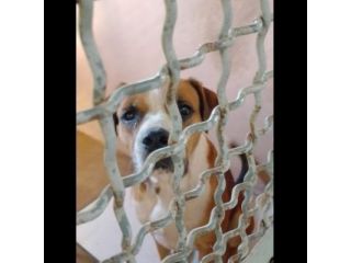 NADIR SIMIL BOXER SOCIEVOLE EDUCATO CANE IN ADOZIONE