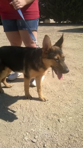CHARLOTTE E CHERY, stupende cucciolotte mix pastore tedesco - Foto 4