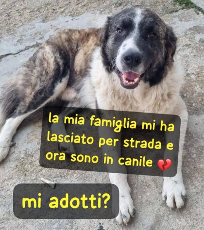 ARTHUR MIX SAN BERNARDO 18 MESI 40 kg ORA E’ IN CANILE - Foto 2