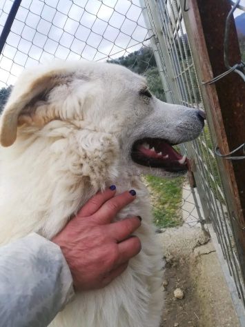 FOSTER cane in adozione - Foto 4