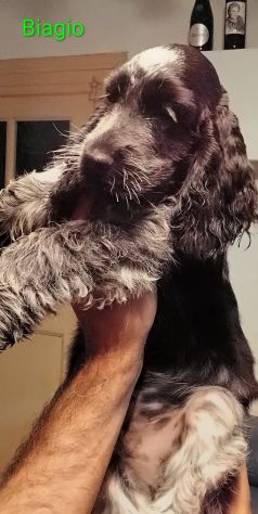 Cucciolo cocker spaniel inglese Blu roano - Foto 5