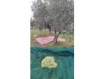 Giardinaggio