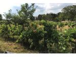 Terreno agricolo in vendita a Colle di Val d'Elsa 1000 mq  Rif: 888679