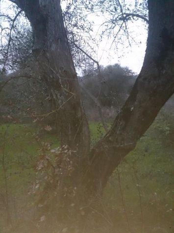 Piante di ulive secolari - Foto 3