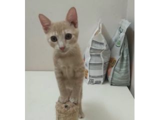 Sissi, micia rossa terribilmente adorabile