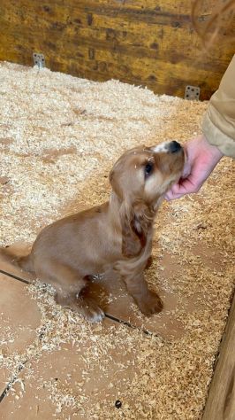 Cucciolo Coccer Spaniel maschio fulvo 3 mesi - Foto 6