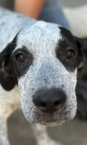 Cucciole in adozione - Foto 2