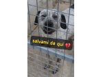 BUCANIERE 4 ANNI TAGLIA GRANDE IN CANILE