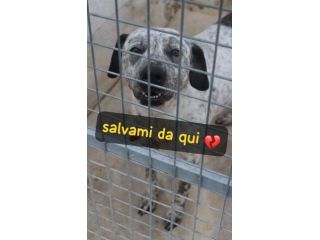 BUCANIERE 4 ANNI TAGLIA GRANDE IN CANILE