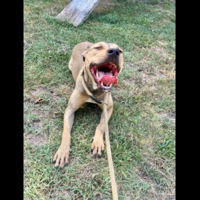 TERRY SOCIEVOLE MENDICA CAREZZE CAGNOLINA IN ADOZIONE - Foto 8