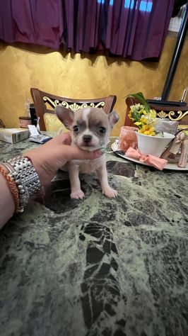 Cuccioli di chihuahua
