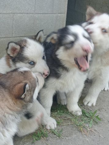 Cuccioli di Siberian husky - Foto 4
