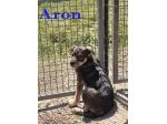 Aron e Jago cuccioli dolcissimi in adozione