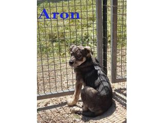 Aron e Jago cuccioli dolcissimi in adozione