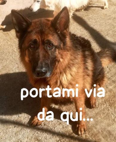 AXEL E’ UN PASTORE TEDESCO DI 5 ANNI