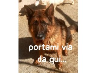 AXEL E’ UN PASTORE TEDESCO DI 5 ANNI