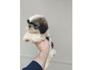 Cucciolo di schizuu
