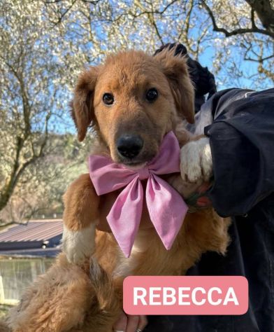 CUCCIOLI IN ADOZIONE - Foto 5
