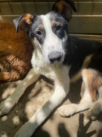 Mix Border 2anni , 18mesi di appelli, NON TROVA CASA.ROMA - Foto 5