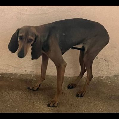 ZARA LA DOLCEZZA INFINITA, CAGNOLINA IN ADOZIONE - Foto 3
