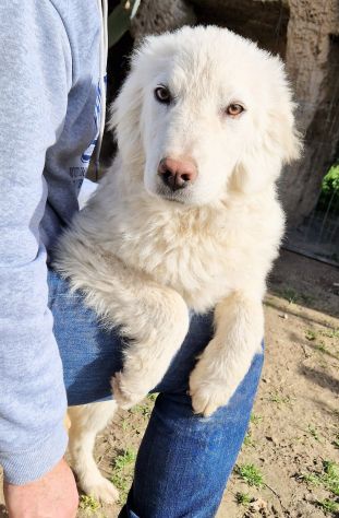 GLI OCCHI DI WHITE PARLANO...IN CANILE! - Foto 5