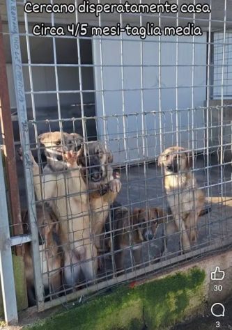 CUCCIOLI IN ADOZIONE taglia media - Foto 7
