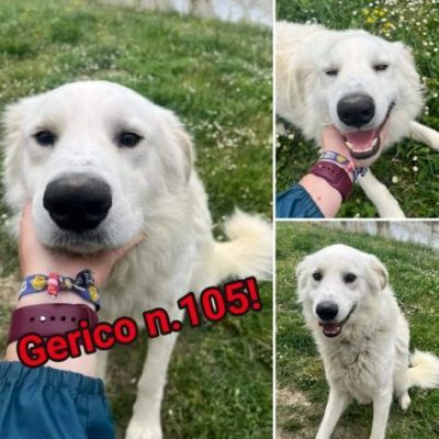 GERICO UNA MERAVIGLIA IN GABBIA CANE IN ADOZIONE