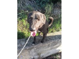 Trevis taglia piccola 10 kg
