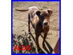 ALDO, SPLENDIDO, ABBANDONATO CERCA CASA