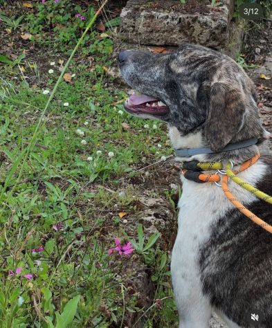 Luna 2anni tg grande ok gatti rinata! ROMA - Foto 6