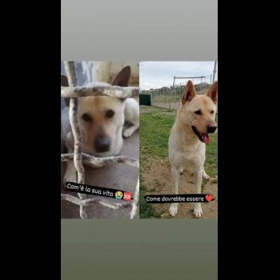 TAKESHI BELLO BRAVO SOCIEVOLE CANE IN ADOZIONE - Foto 2