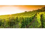 autorizzazione vigneti e diritti