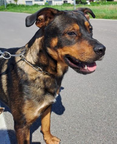 Tiglio, a Milano, cucciolone di 1,5 anni - Foto 5
