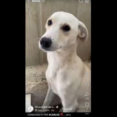 CARLOS SIMIL LABRADOR IN MINIATURA CUCCIOLO IN ADOZIONE - Foto 4
