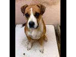 NADIR SIMIL BOXER SOCIEVOLE EDUCATO CANE IN ADOZIONE