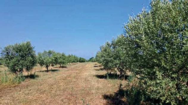 Immobile in asta di 277110 m² in vendita a Gioia Tauro - Foto 7