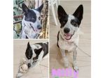 MILLY una bella cagnolina mix husky in adozione è ancora qui e cerca casa