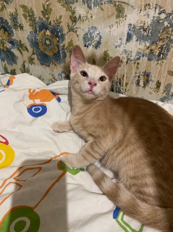 Cremino, cucciolo cerca famiglia - Foto 5