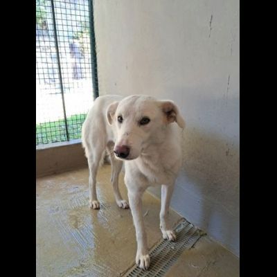 IVAN HA UN ANIMO BUONISSIMO,  CANE IN ADOZIONE, COMPATIBILE ANCHE CON I GATTI - Foto 4