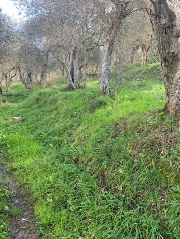 Terreno agricolo in vendita a Calci 2000 mq Rif: 1249381