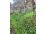 Terreno agricolo in vendita a Calci 2000 mq  Rif: 1249381