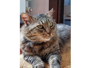 Micione tigrato pelo lungo mollato oltre 1anno fa Fiv+.CATANIA