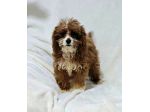 Cuccioli di Cavapoo