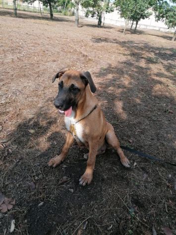 3anni e 1/2  Pastore Belga Malinois salvata sotto la pioggia 2anni fa!SOS NAPOLI - Foto 4