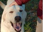 EDO, DOLCE CUCCIOLONE